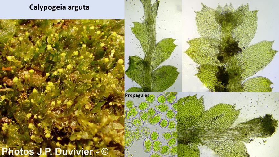 Calypogeia arguta