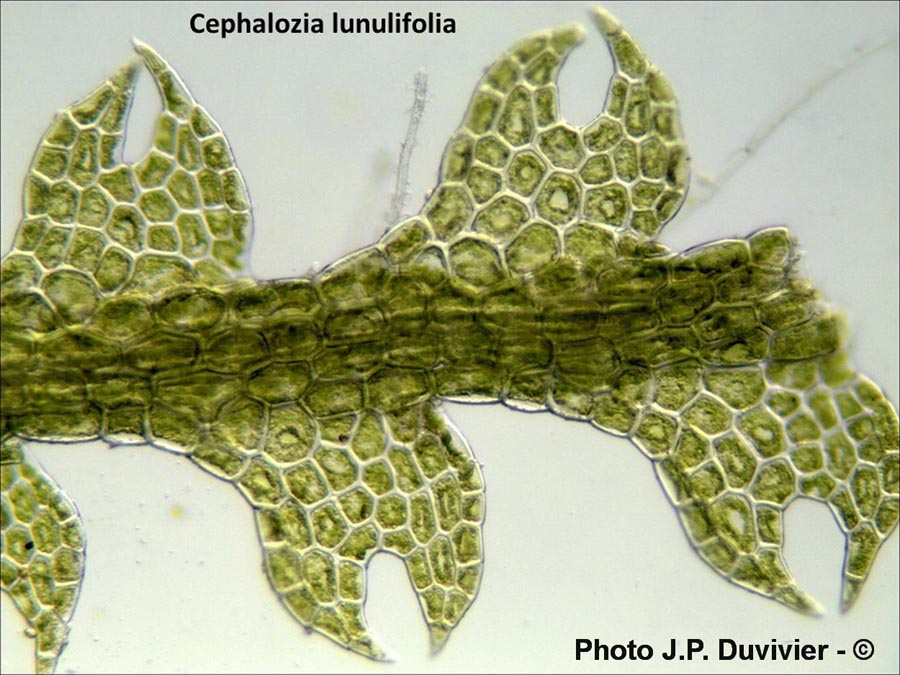 Cephalozia lunulifolia