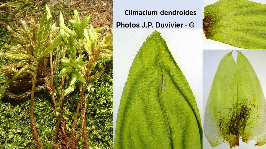 Climacium dendroides