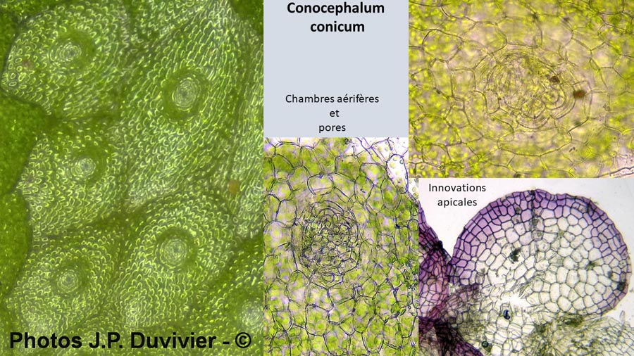 Conocephalum conicum