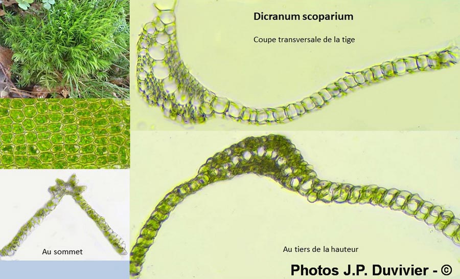 Dicranum scoparium