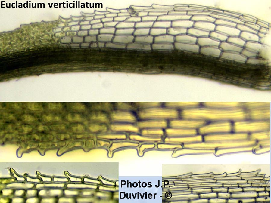 Eucladium verticillatum