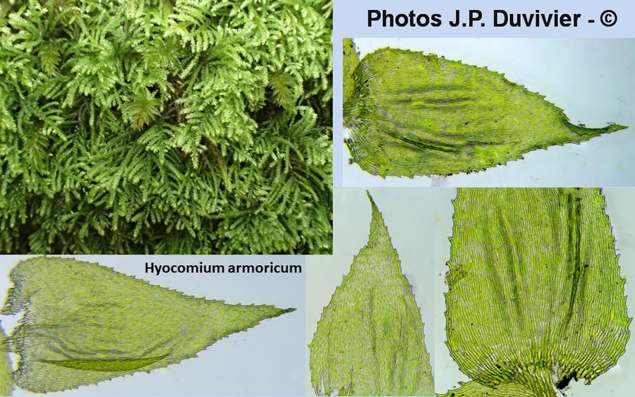 Hyocomium armoricum