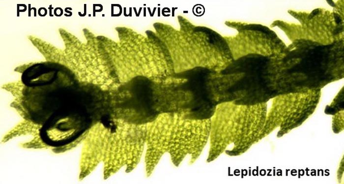 Lepidozia reptans