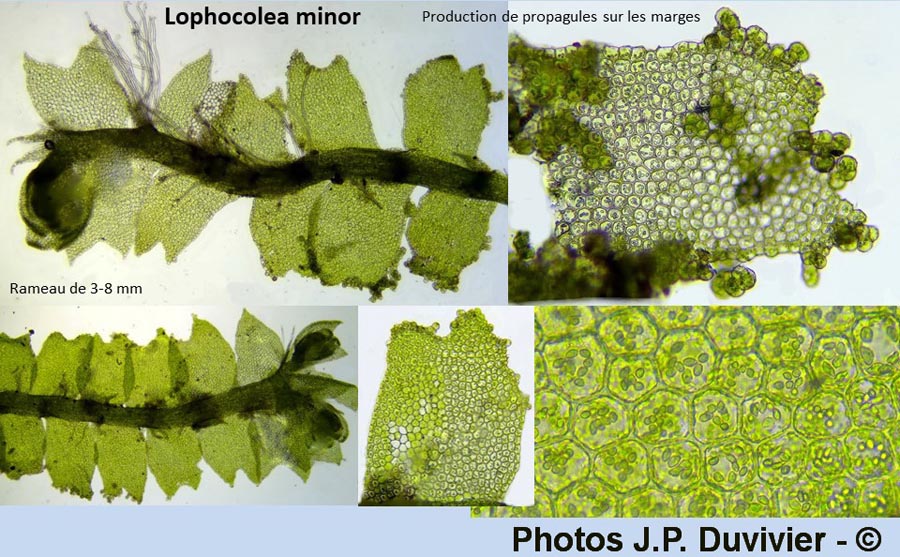 Lophocolea minor