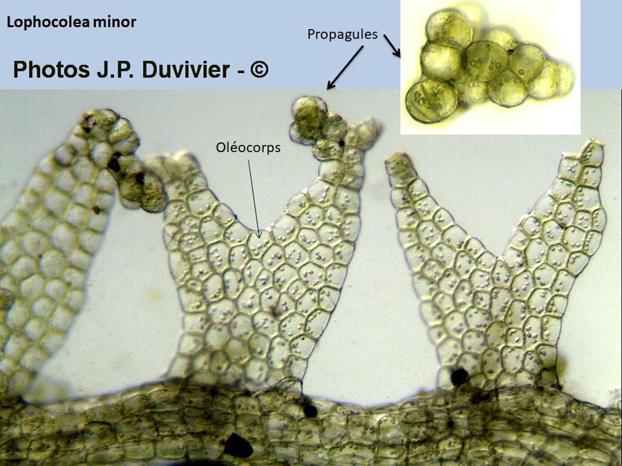 Lophocolea minor