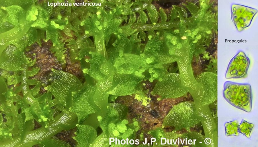 Lophozoa ventricosa