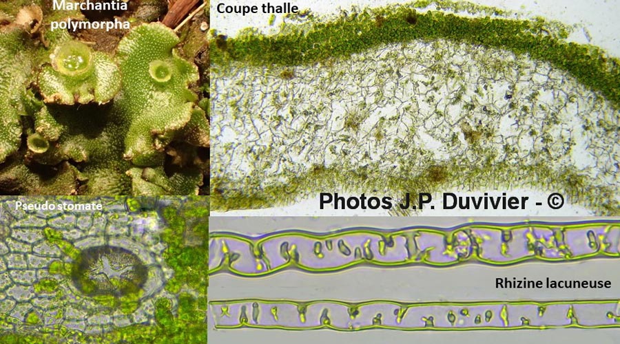 Marchantia polymorpha