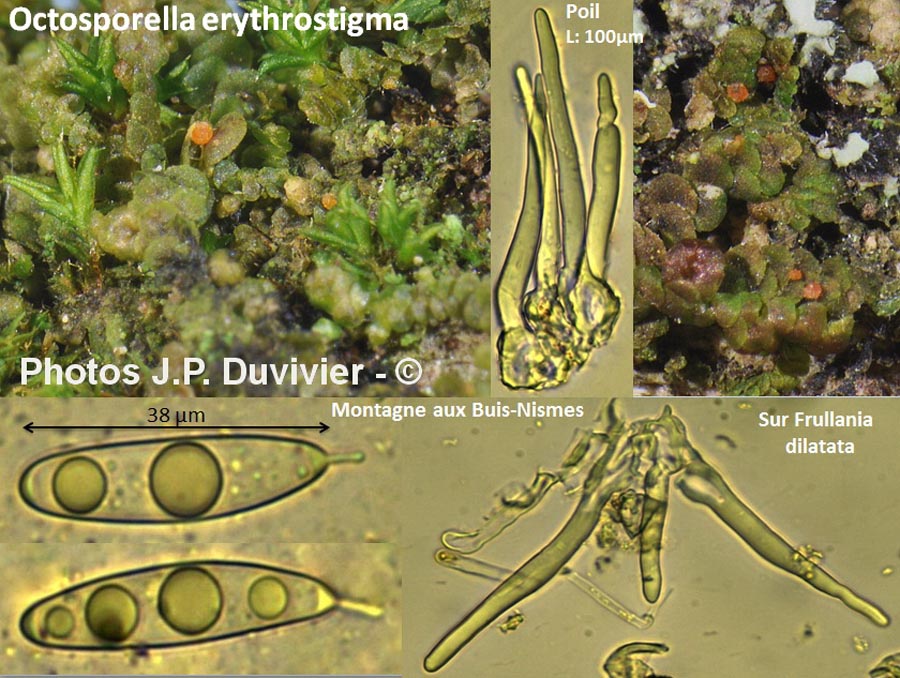 Octosporella erythrostigma