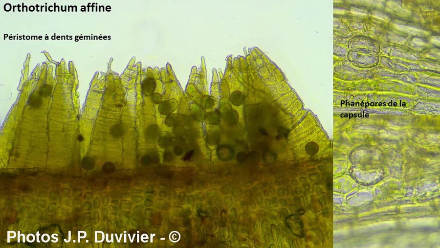 Orthotrichum affine