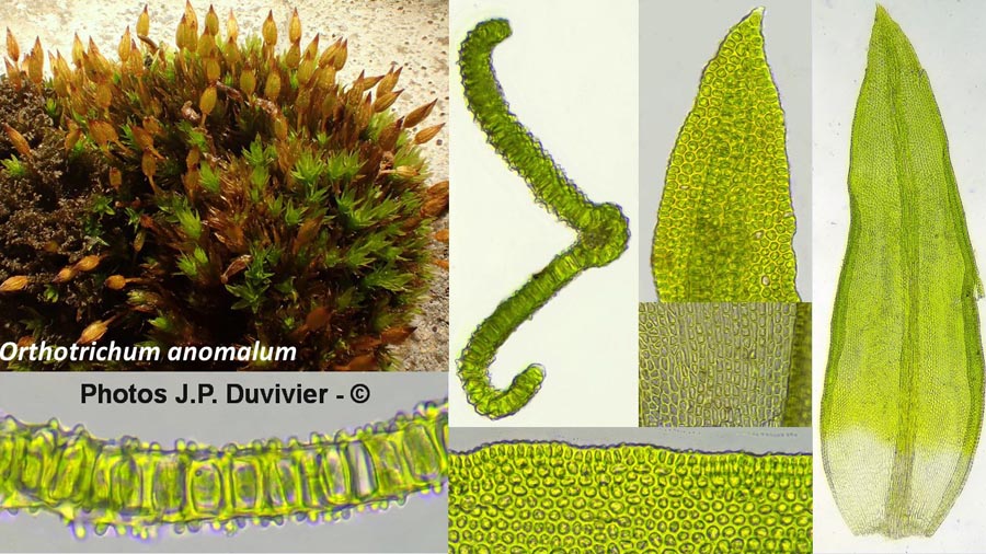 Orthotrichum anomalum