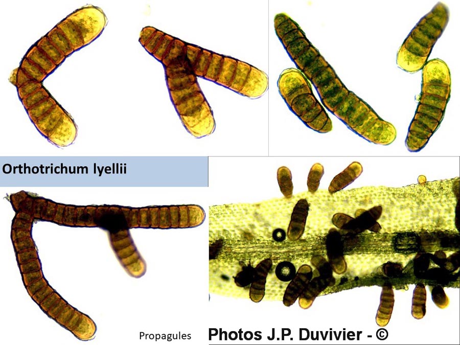 Orthotrichum lyellii