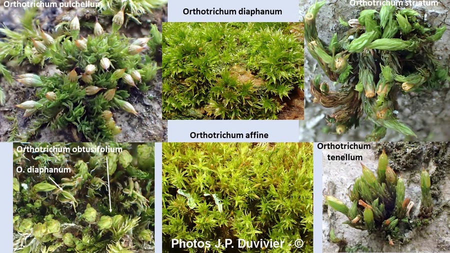 Orthotrichum sp.