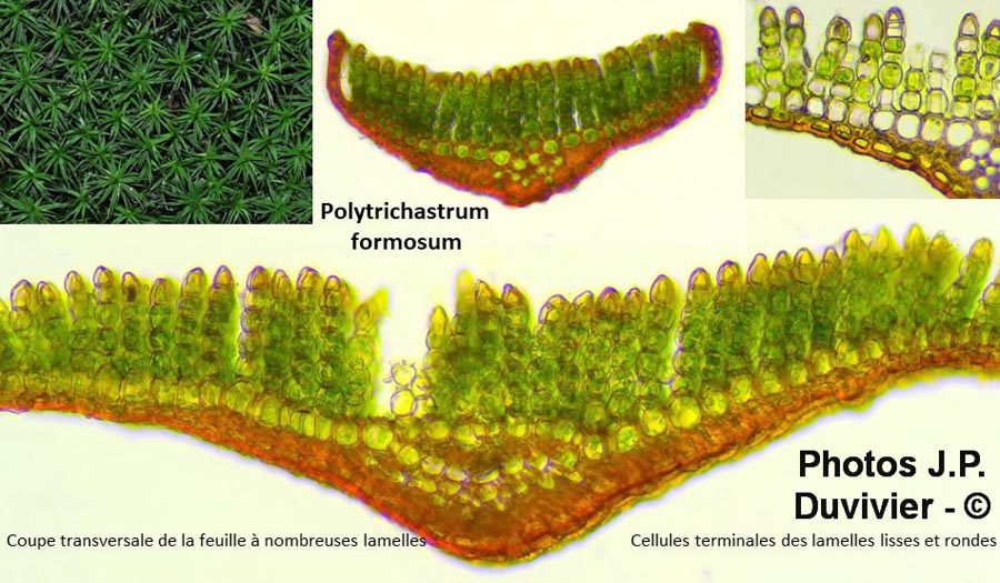 Polytrichum formosum