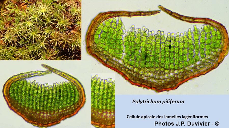 Polytrichum piliferum