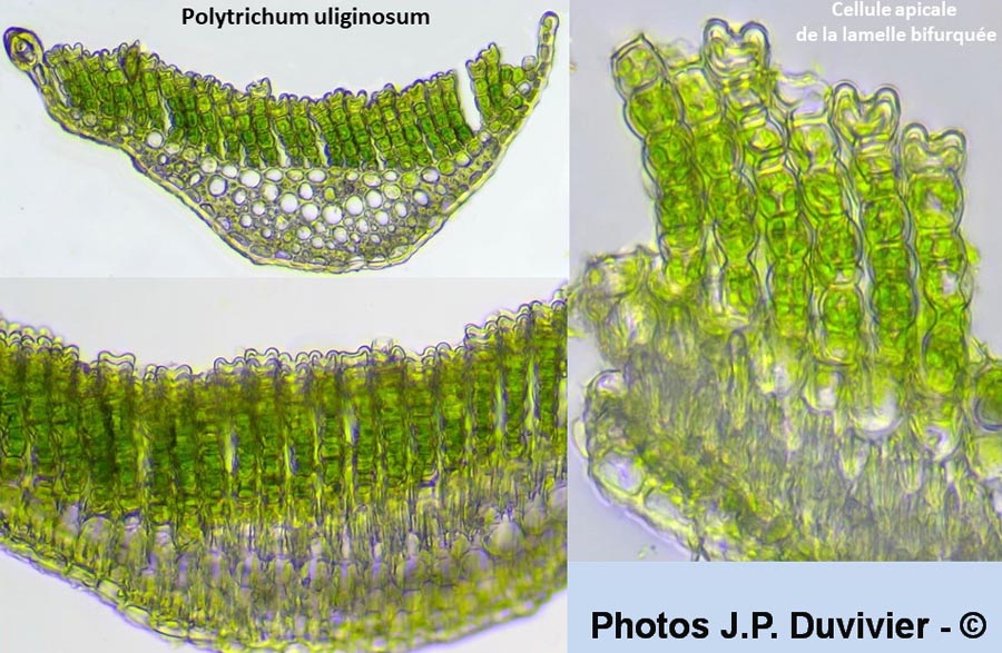 Polytrichum uliginosum