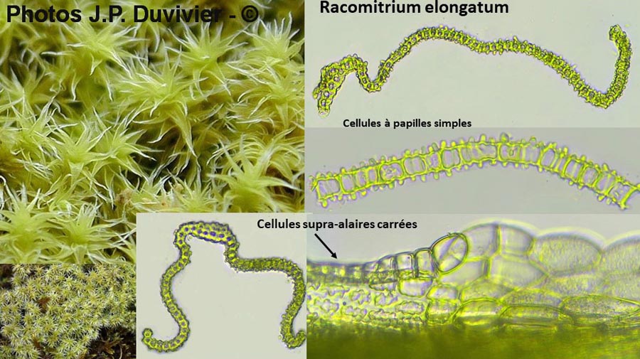 Racomitrium elongatum