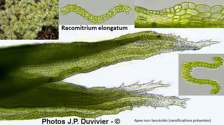 Racomitrium elongatum