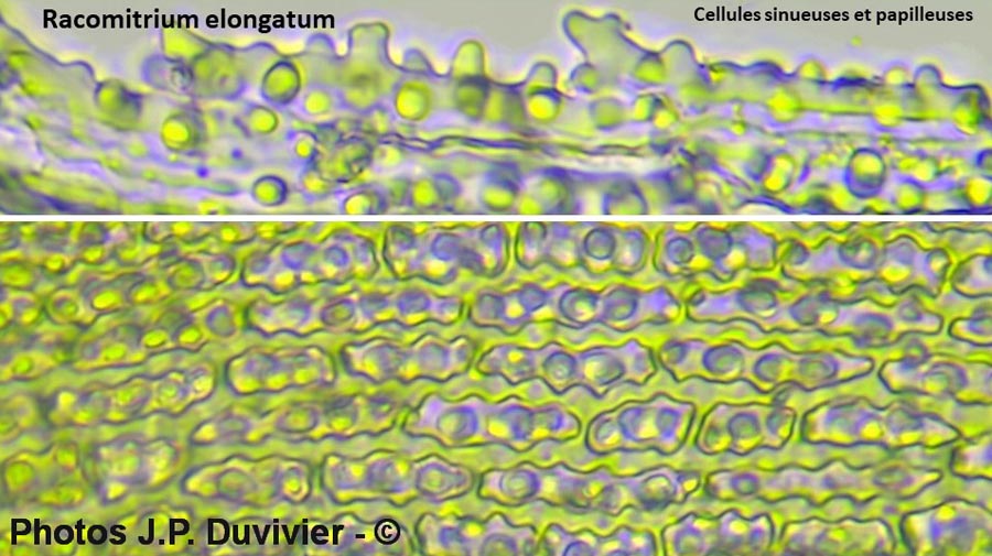 Racomitrium elongatum