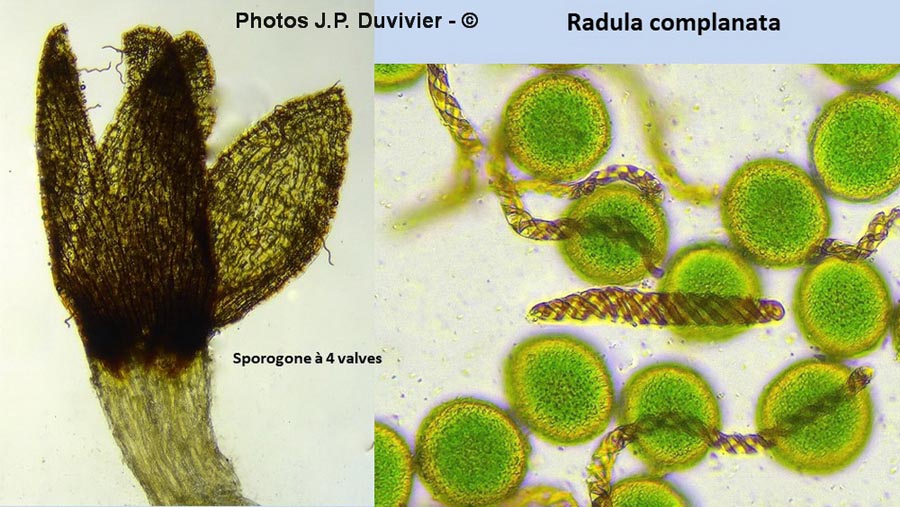 Radula complanata