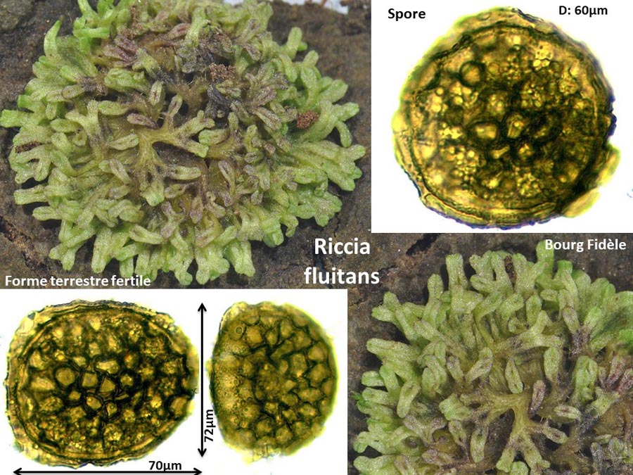 Riccia fluitans