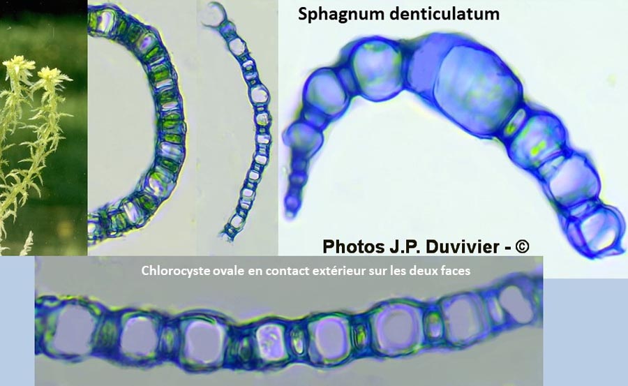 Sphagnum denticulatum