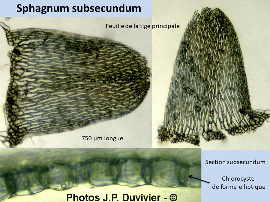 Sphagnum subsecundum