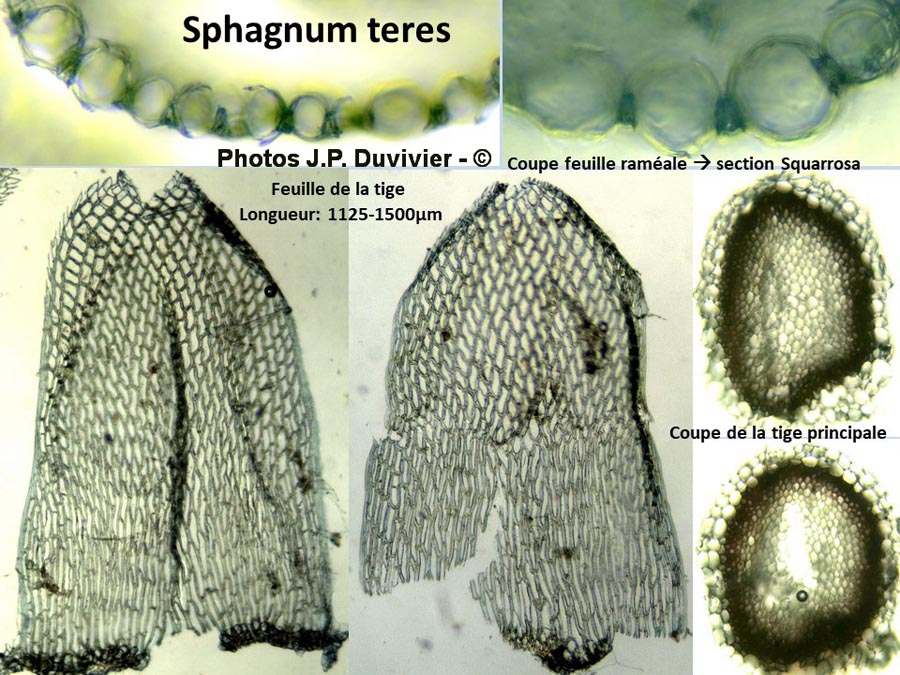 Sphagnum teres