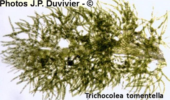 Trichocolea tomentella