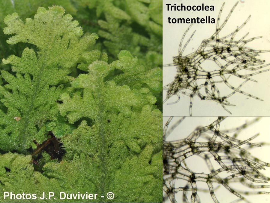 Trichocolea tomentella