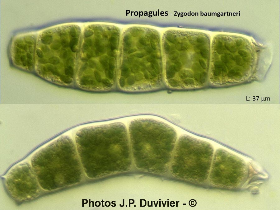 Zygodon baumgartneri