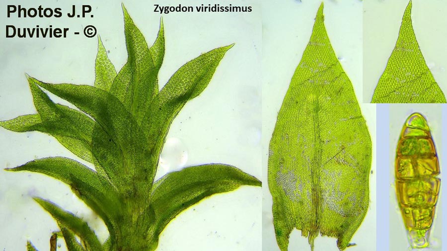 Zygodon viridissimus