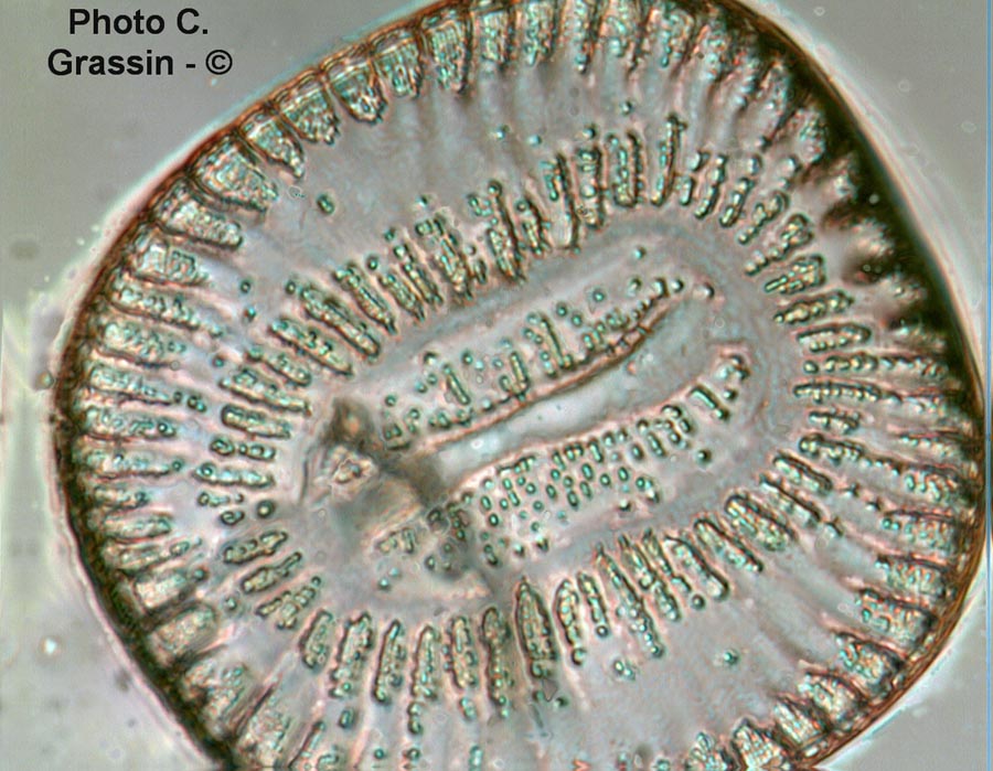 Campylodiscus