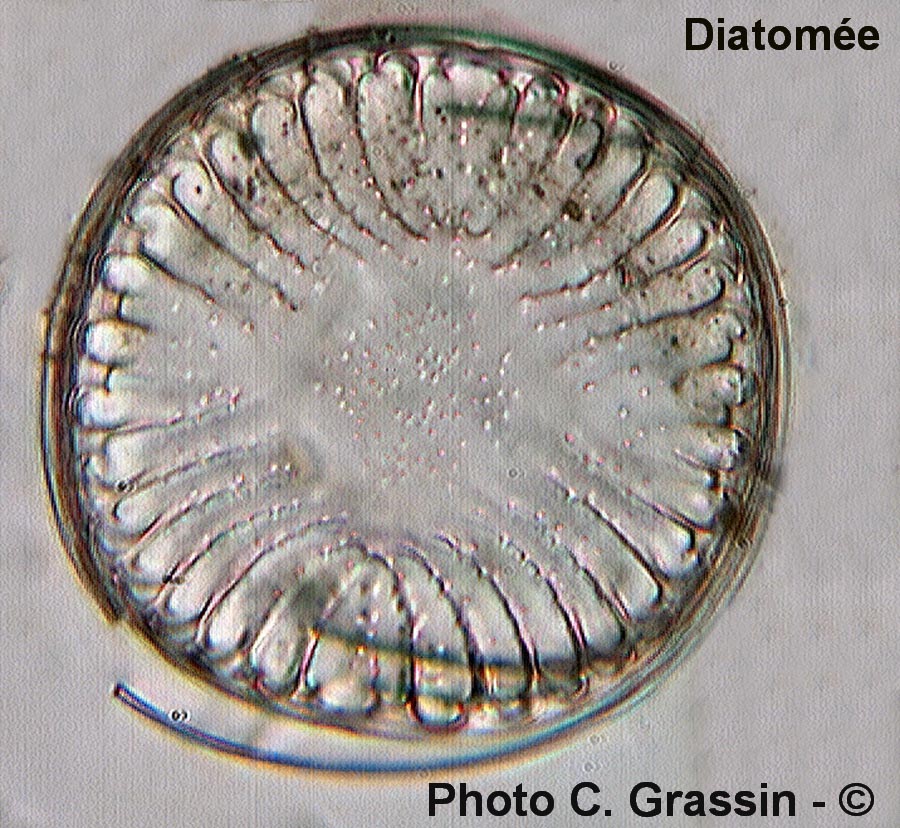 Campylodiscus