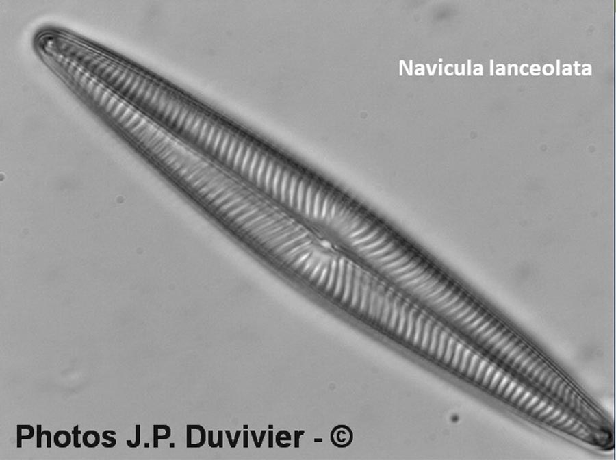 Navicula lanceolata