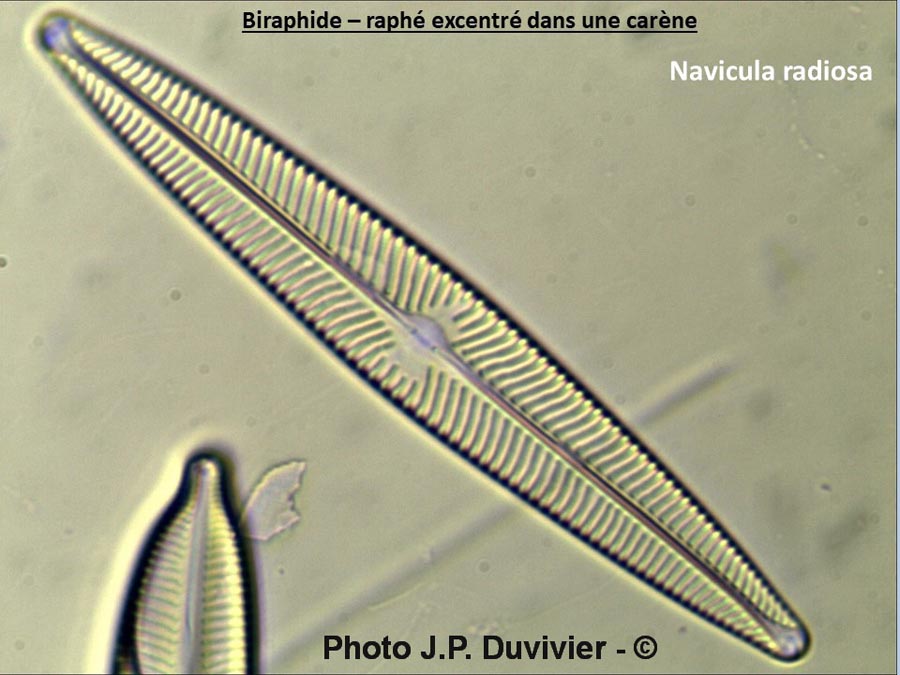 Navicula radiosa