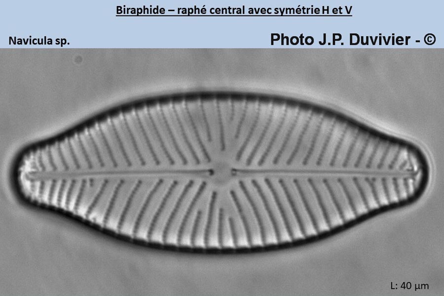 Navicula sp.