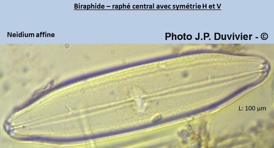 Neidium affine