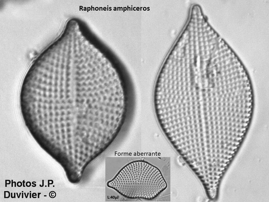 Raphoneis amphiceros