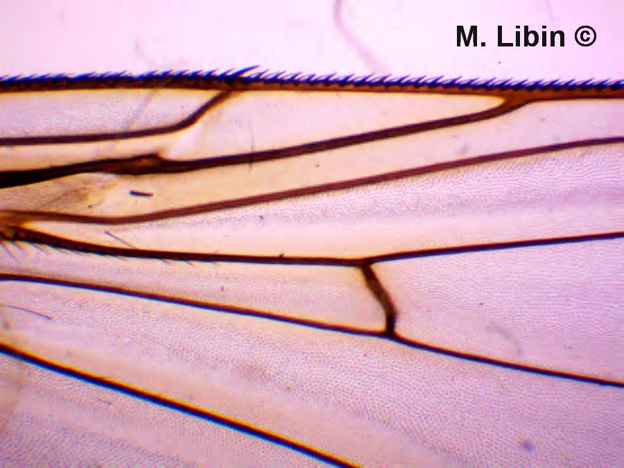 Mouche : détail de l'aile
