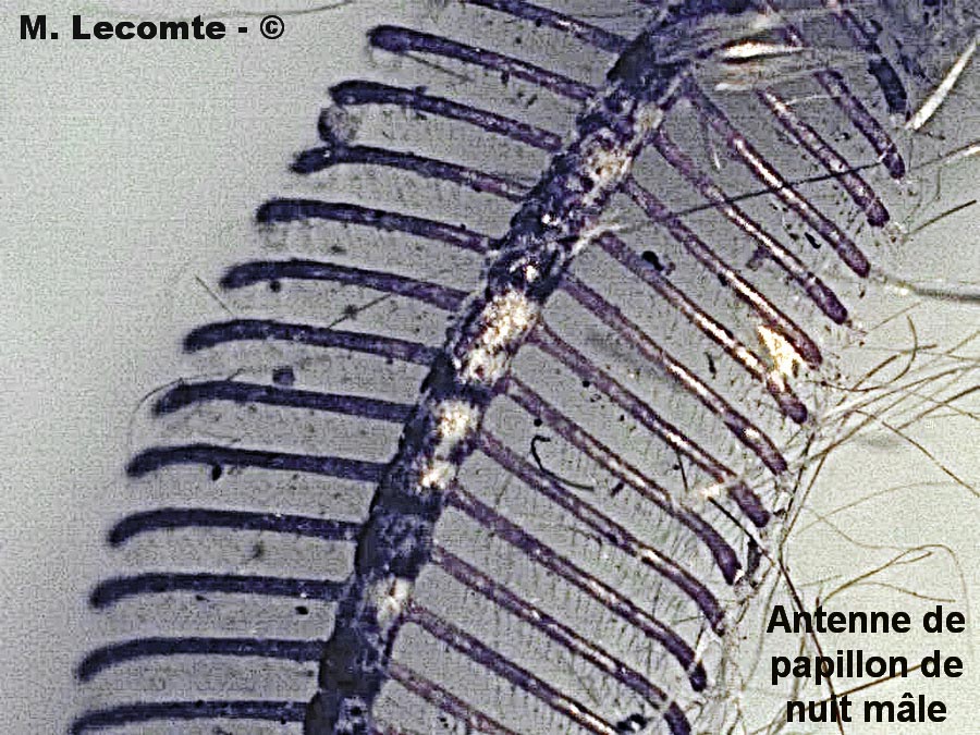 Papillon : antenne d'Hétérocère