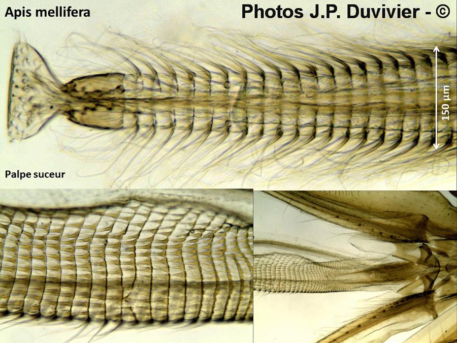 Abeille : palpe suceur (JP. Duvivier)