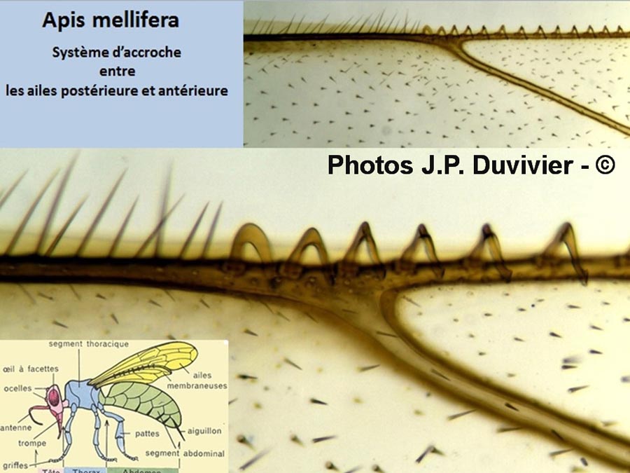 Abeille : accroche des ailes