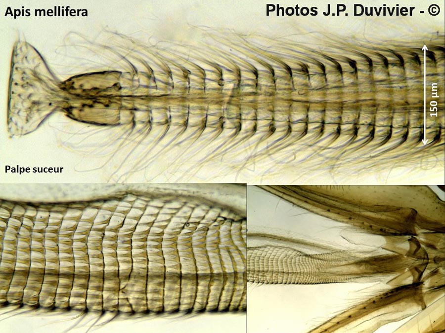 Abeille : rostre suceur