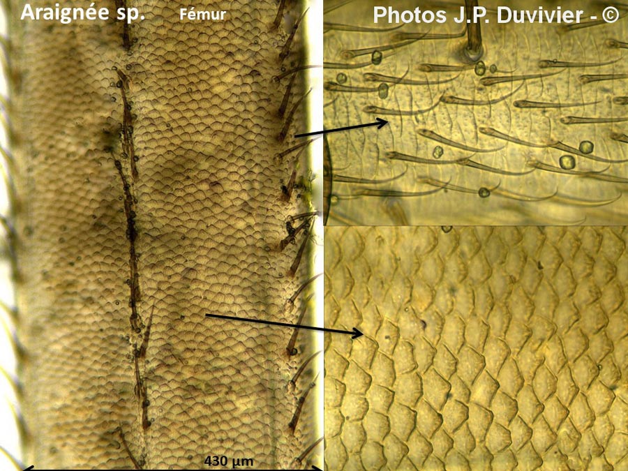 Araignée : fémur