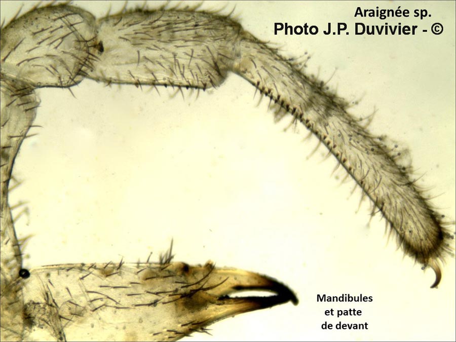 Araignée : mandibule et patte avant