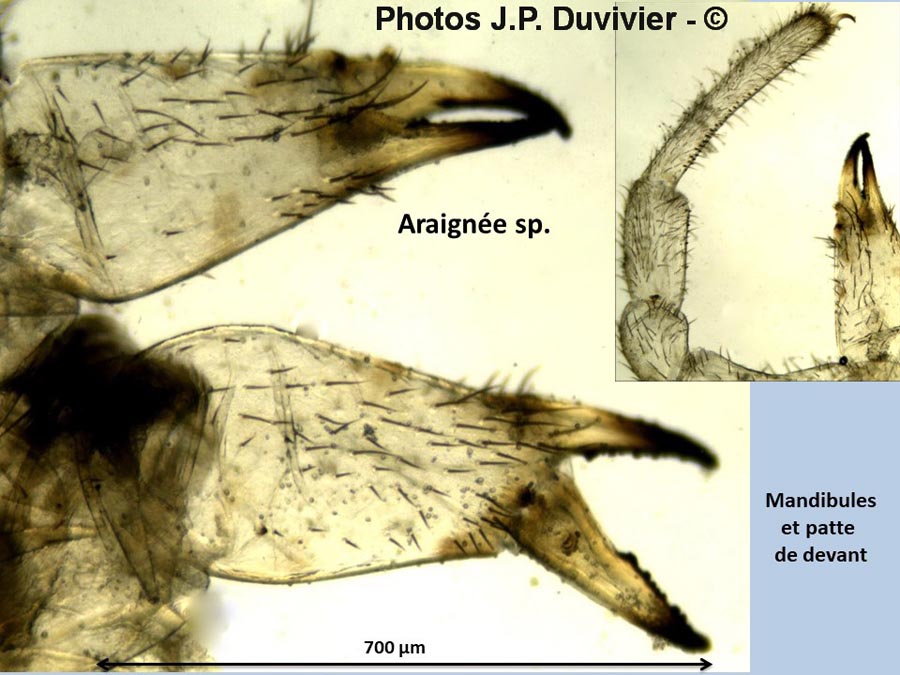 Araignée : mandibule et patte avant