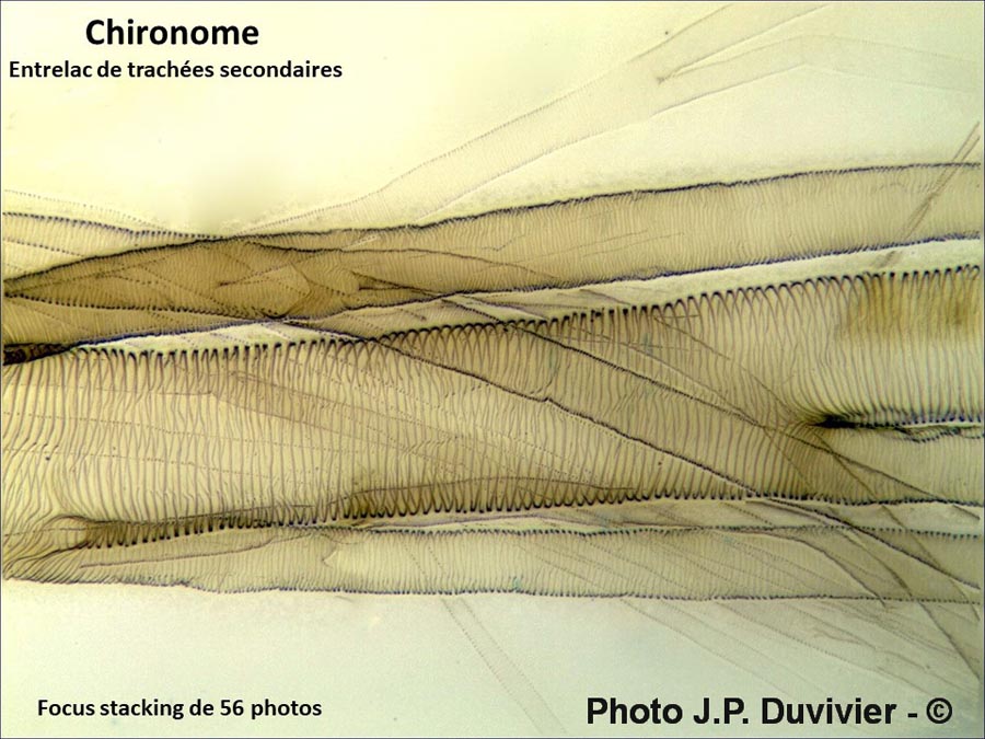 Chironome : trachées