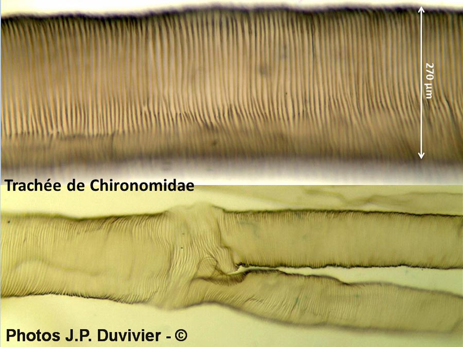 Chironome : trachées