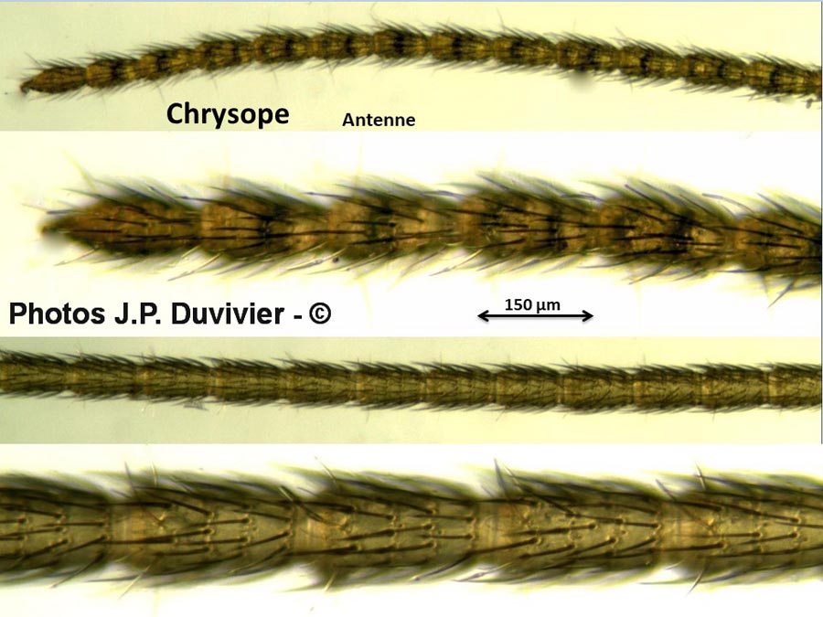 Chrysope : antenne